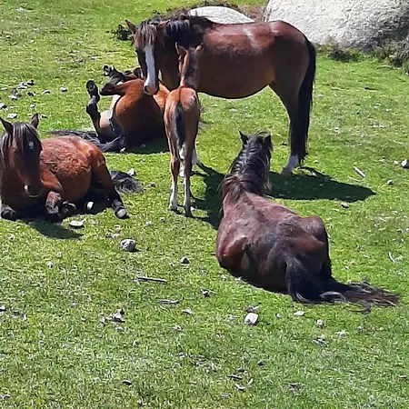 Lägenhet 3 Pieces 80 M2 Quenza