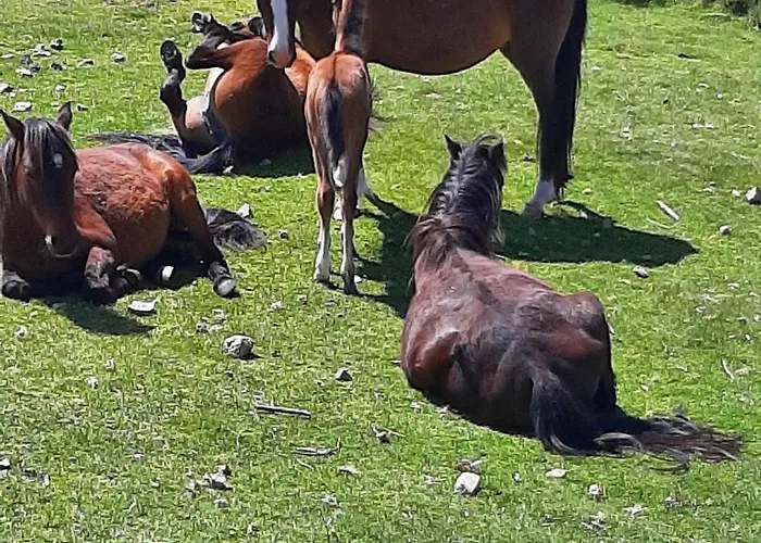 Apartmán 3 Pieces 80 M2 Quenza